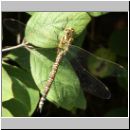 Aeshna cyanea - Blaugruene Mosaikjungfer w12.jpg